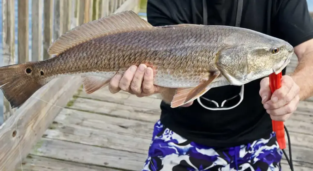 Red-Drum