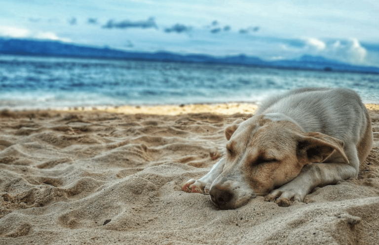 The-Most-Pet-Friendly-Spots-in-New-Smyrna-Beach-FL-Dog-Friendly-Beaches